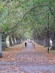 SX24940 Lane on Midsummer Common, Cambridge.jpg